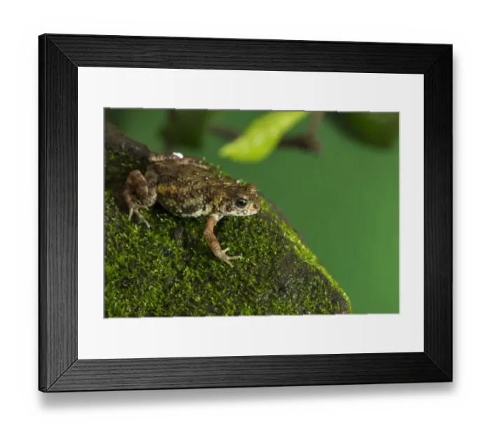 Framed Print : Yellow tiger toad (Xanthophryne tigerina)