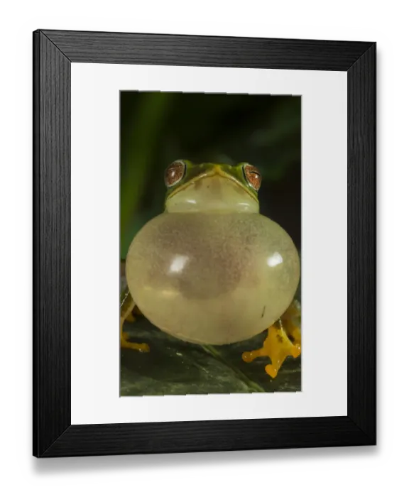 Framed Print : Jayarami Bush frog (Raorchestes jayarami), inflating vocal sac, calling to attract mate
