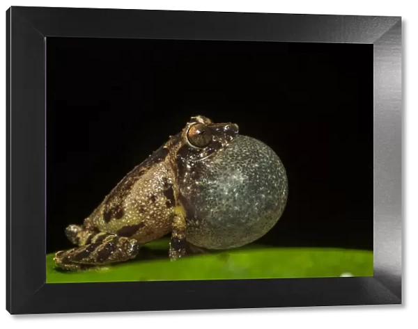 Anils bush frog (Raorchestes anili) inflating vocal sac to attract mate, Endemic