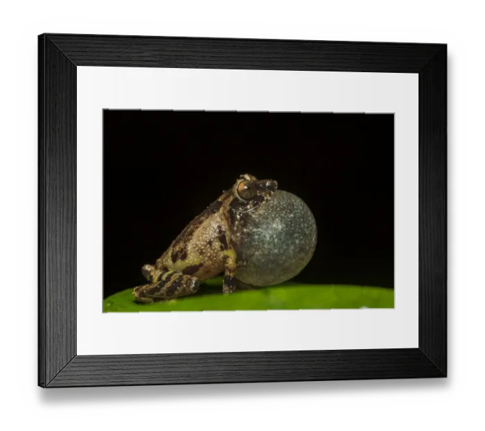 Framed Print : Anils bush frog (Raorchestes anili) inflating vocal sac to attract mate, Endemic Framed Print : Anils bush frog (Raorchestes anili) inflating vocal sac to attract mate, Endemic