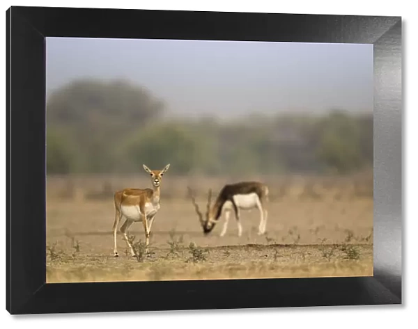 Blackbuck (Antelope cervicapra), watchful female with male feeding in background