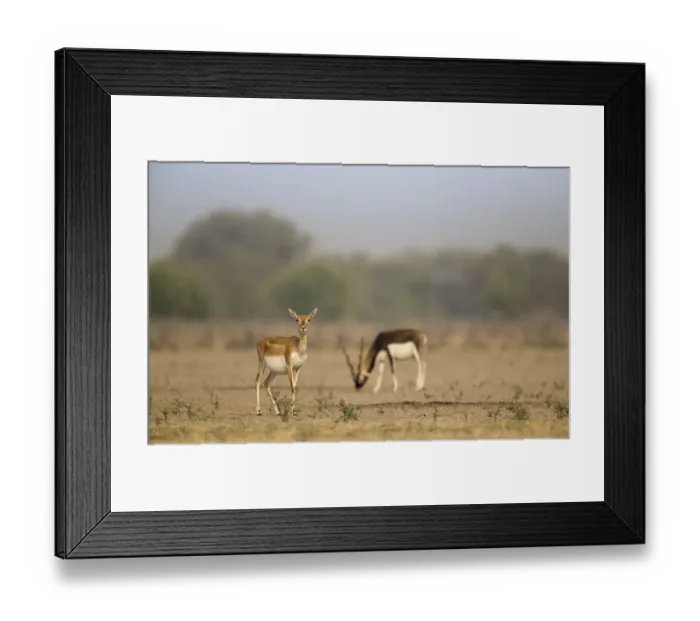 Framed Print : Blackbuck (Antelope cervicapra), watchful female with male feeding in background Framed Print : Blackbuck (Antelope cervicapra), watchful female with male feeding in background
