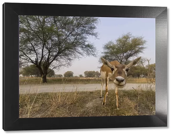 Blackbuck (Antelope cervicapra), wide angle ground perspective of female, Tal Chhapar