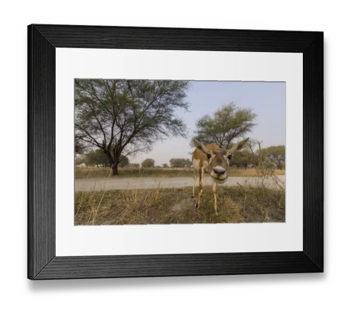 Framed Print : Blackbuck (Antelope cervicapra), wide angle ground perspective of female, Tal Chhapar Framed Print : Blackbuck (Antelope cervicapra), wide angle ground perspective of female, Tal Chhapar