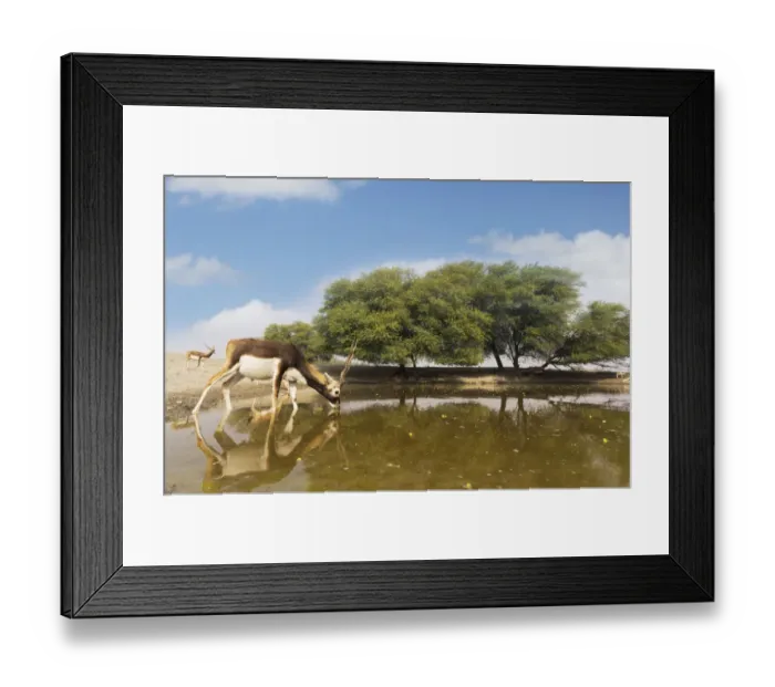 Framed Print : Blackbuck (Antelope cervicapra), wide angle ground perspective of male drinking Framed Print : Blackbuck (Antelope cervicapra), wide angle ground perspective of male drinking