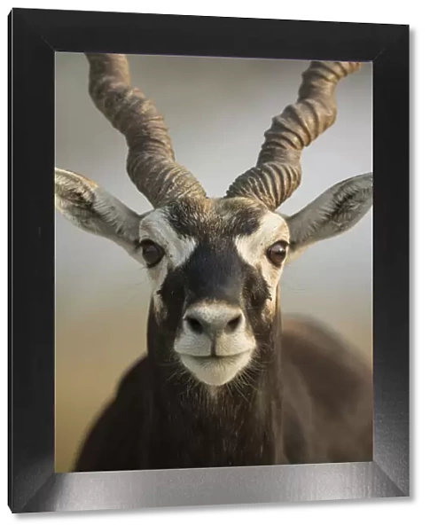 Blackbuck (Antelope cervicapra), Male closeuphead portrait, Tal Chhapar Wildlife Sanctuary