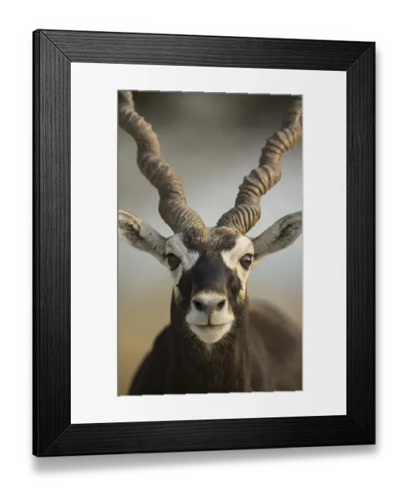 Framed Print : Blackbuck (Antelope cervicapra), Male closeuphead portrait, Tal Chhapar Wildlife Sanctuary Framed Print : Blackbuck (Antelope cervicapra), Male closeuphead portrait, Tal Chhapar Wildlife Sanctuary