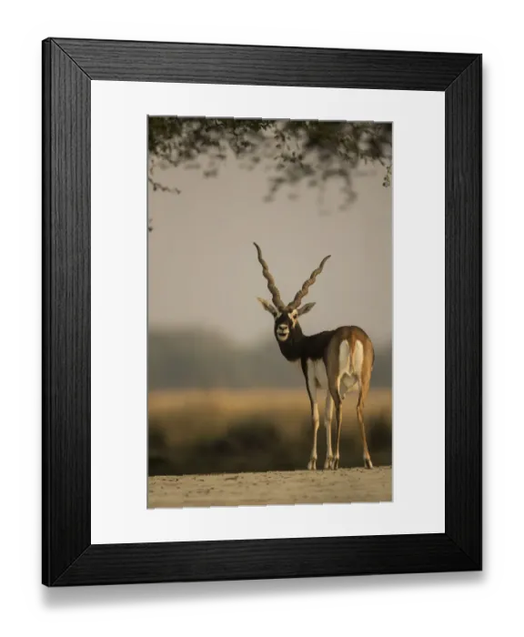 Framed Print : Blackbuck (Antelope cervicapra), male, Tal Chhapar Wildlife Sanctuary, Rajasthan, India Framed Print : Blackbuck (Antelope cervicapra), male, Tal Chhapar Wildlife Sanctuary, Rajasthan, India