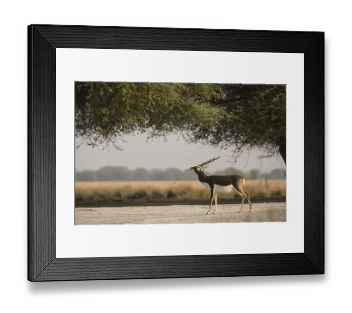 Framed Print : Blackbuck (Antelope cervicapra), male standing under tree, Tal Chhapar Wildlife Sanctuary Framed Print : Blackbuck (Antelope cervicapra), male standing under tree, Tal Chhapar Wildlife Sanctuary