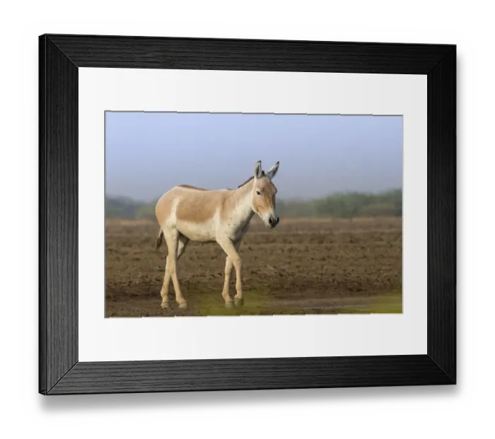 Framed Print : Indian wild ass (Equus hemionus khur), lone stallion standing, Little Rann of Kutch Framed Print : Indian wild ass (Equus hemionus khur), lone stallion standing, Little Rann of Kutch