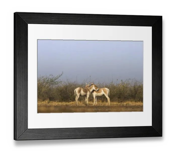 Framed Print : Indian wild ass (Equus hemionus khur), pair grooming each other, Little Rann of Kutch Framed Print : Indian wild ass (Equus hemionus khur), pair grooming each other, Little Rann of Kutch