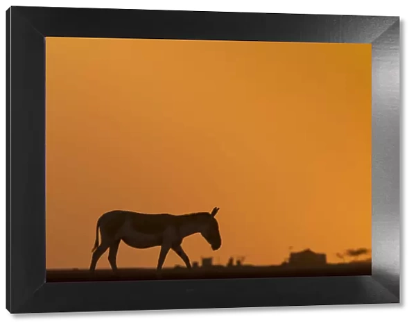 Indian wild ass (Equus hemionus khur), walking at sunset, Little Rann of Kutch, Gujarat
