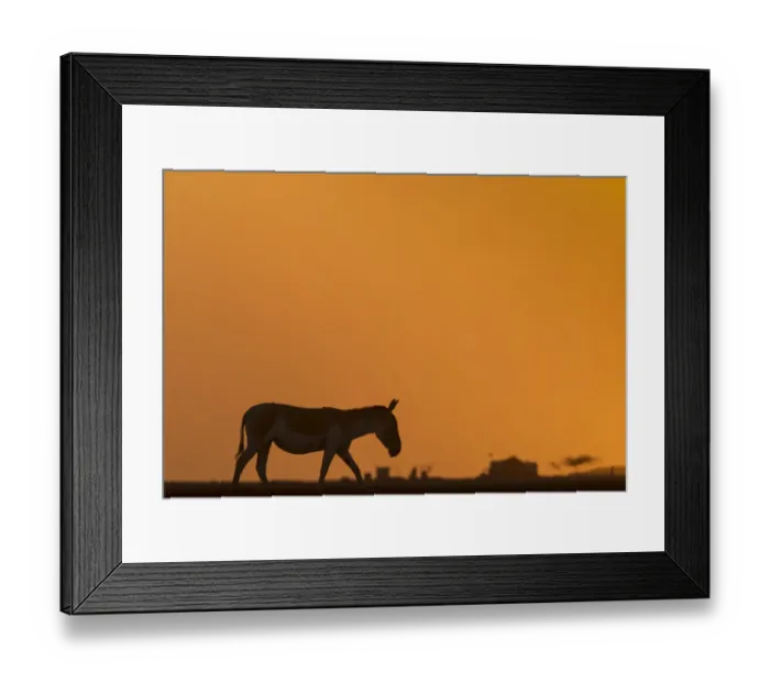 Framed Print : Indian wild ass (Equus hemionus khur), walking at sunset, Little Rann of Kutch, Gujarat Framed Print : Indian wild ass (Equus hemionus khur), walking at sunset, Little Rann of Kutch, Gujarat
