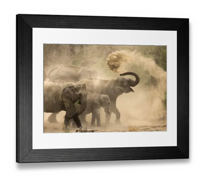 Framed Print : Asiatic elephants (Elephas maximus), dust bathing at dawn. Jim Corbett National Park Framed Print : Asiatic elephants (Elephas maximus), dust bathing at dawn. Jim Corbett National Park