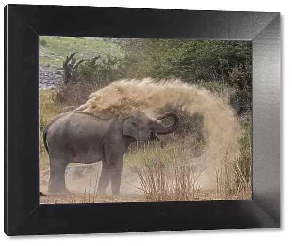 Asiatic elephant (Elephas maximus), young female taking dust bath at dawn