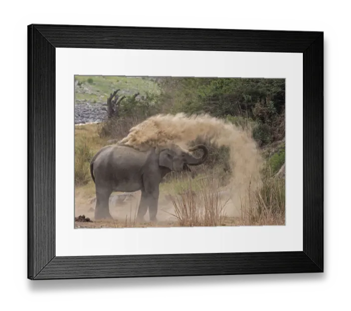 Framed Print : Asiatic elephant (Elephas maximus), young female taking dust bath at dawn Framed Print : Asiatic elephant (Elephas maximus), young female taking dust bath at dawn