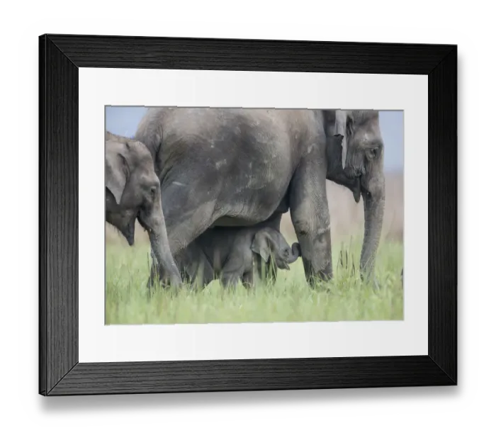 Framed Print : Asiatic elephant (Elephas maximus) few day old calf walking with mother. Jim Corbett National Park Framed Print : Asiatic elephant (Elephas maximus) few day old calf walking with mother. Jim Corbett National Park
