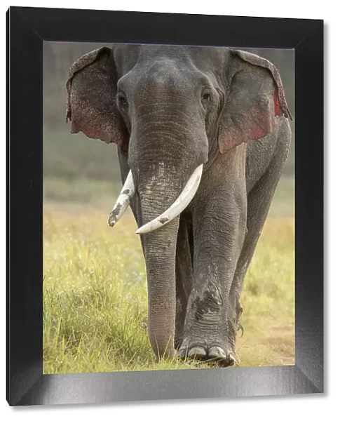 Asiatic elephant (Elephas maximus), portrait of male in musth walking across grassland