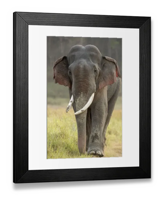 Framed Print : Asiatic elephant (Elephas maximus), portrait of male in musth walking across grassland Framed Print : Asiatic elephant (Elephas maximus), portrait of male in musth walking across grassland