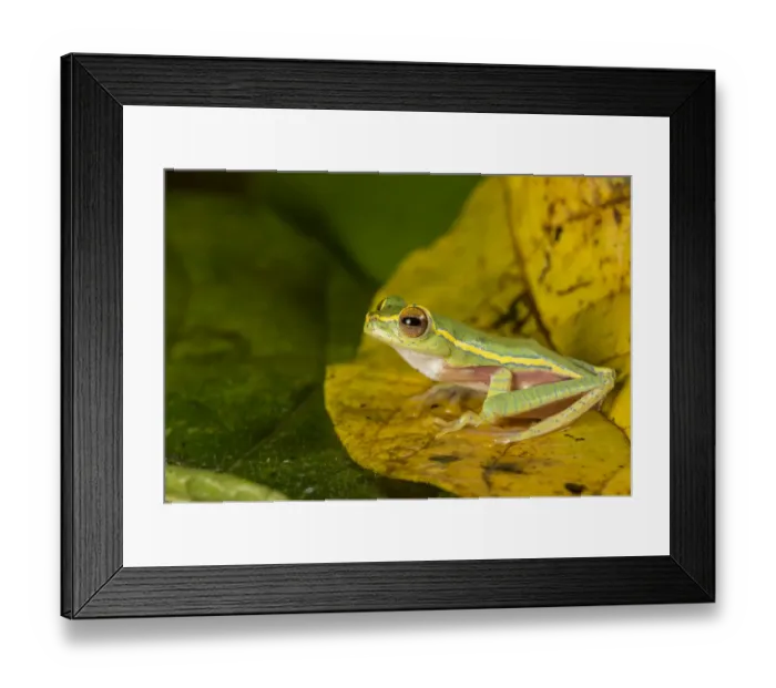 Framed Print : Boulengers tree frog (Rhacaphorus lateralis) recently rediscovered after 100 years