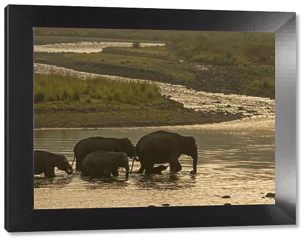 Asiatic elephant (Elephas maximus), herd drinking water and crossing Mountain River at dawn