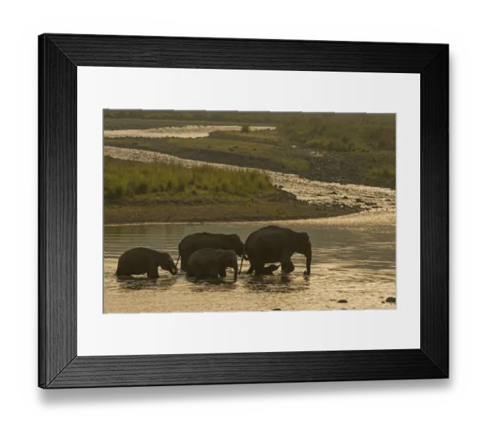 Framed Print : Asiatic elephant (Elephas maximus), herd drinking water and crossing Mountain River at dawn Framed Print : Asiatic elephant (Elephas maximus), herd drinking water and crossing Mountain River at dawn