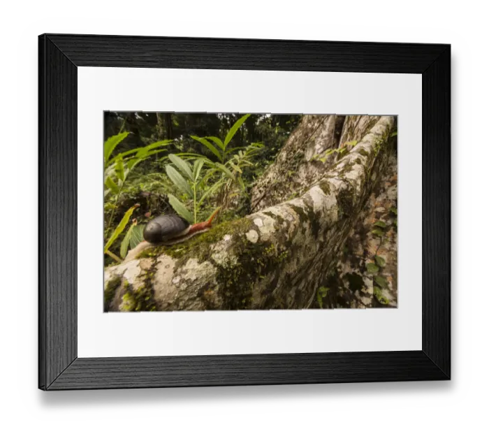 Framed Print : Snail (Indrella ampulla) Coorg, Karnataka, India. endemic to Western Ghats Framed Print : Snail (Indrella ampulla) Coorg, Karnataka, India. endemic to Western Ghats