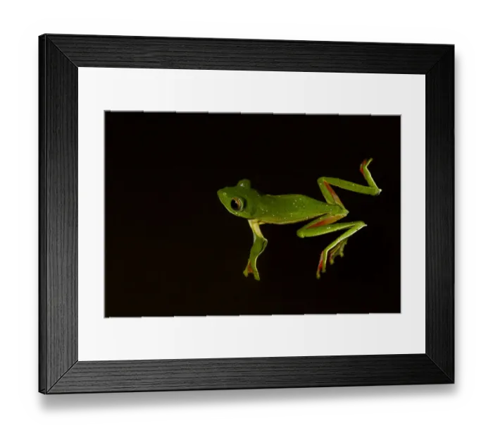 Framed Print : Malabar gliding frog (Rhacophorus malabaricus), male floating on water. Coorg, Karnataka, India Framed Print : Malabar gliding frog (Rhacophorus malabaricus), male floating on water. Coorg, Karnataka, India