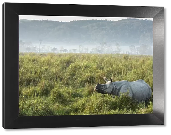 Indian rhinoceros (Rhinoceros unicornis) in tall grass