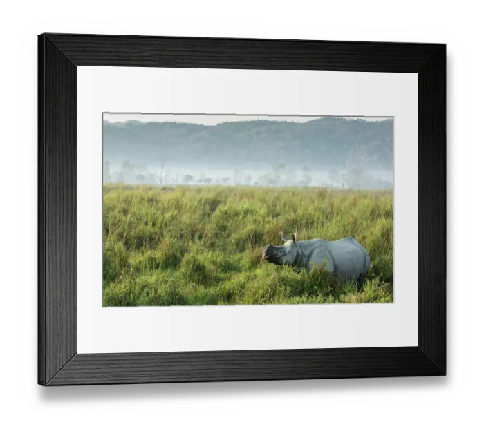 Framed Print : Indian rhinoceros (Rhinoceros unicornis) in tall grass Framed Print : Indian rhinoceros (Rhinoceros unicornis) in tall grass