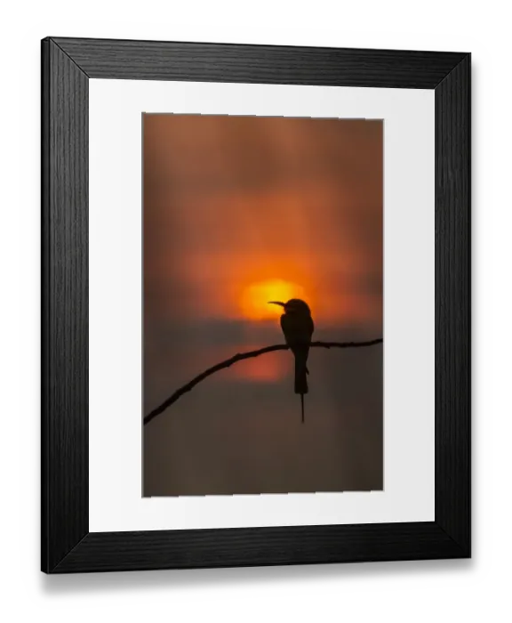 Framed Print : Blue-tailed bee-eater (Merops philippinus) silhouette, perched at sunset Framed Print : Blue-tailed bee-eater (Merops philippinus) silhouette, perched at sunset
