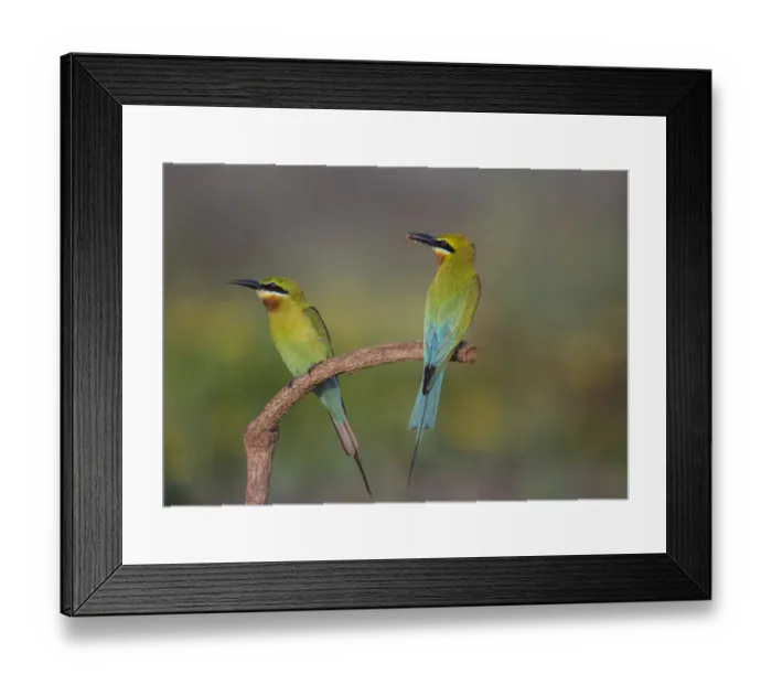 Framed Print : Blue-tailed bee-eater (Merops philippinus) sitting on perch with insect prey, Near