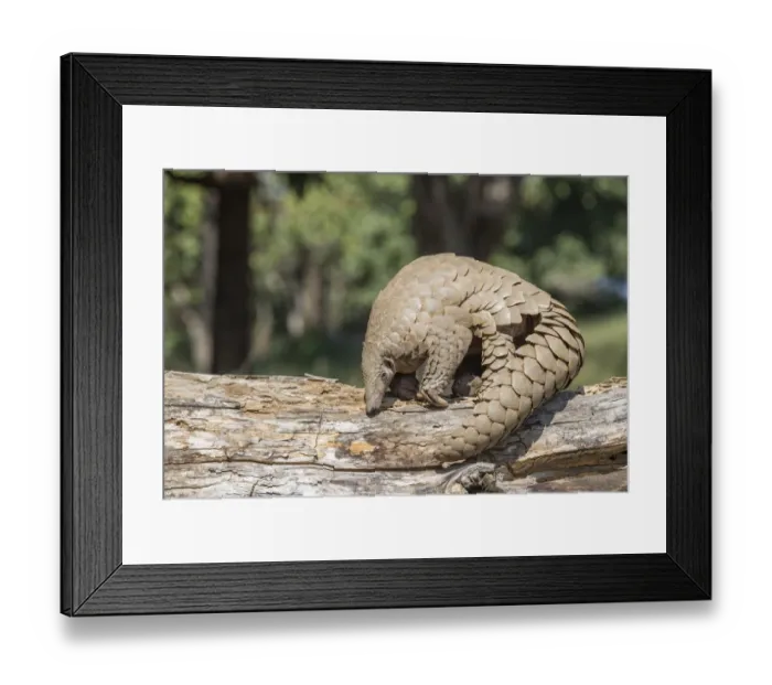 Framed Print : Indian pangolin (Manis crassicaudata) foraging for food, probably termites, Kanha National Park Framed Print : Indian pangolin (Manis crassicaudata) foraging for food, probably termites, Kanha National Park