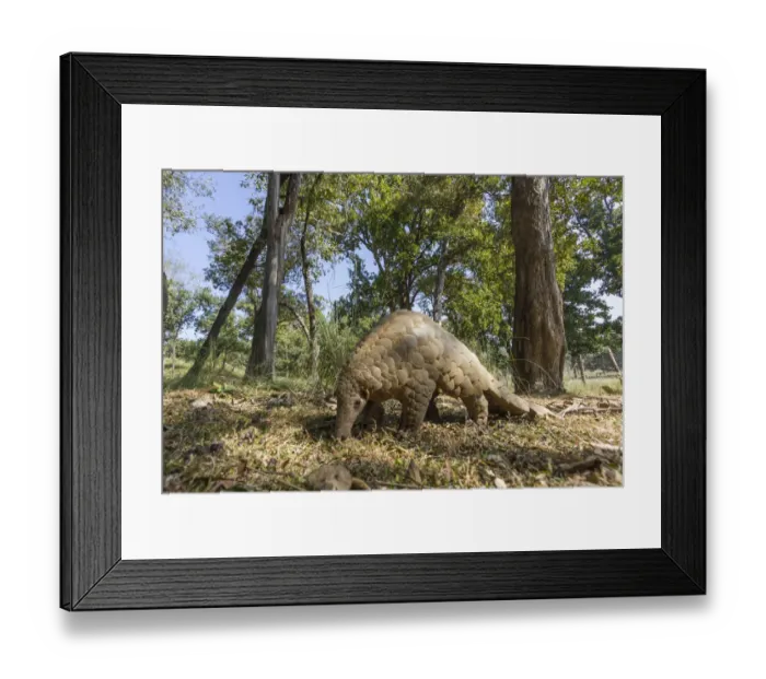 Framed Print : Indian pangolin (Manis crassicaudata) foraging for food, Kanha National Park, Madhya Pradesh Framed Print : Indian pangolin (Manis crassicaudata) foraging for food, Kanha National Park, Madhya Pradesh