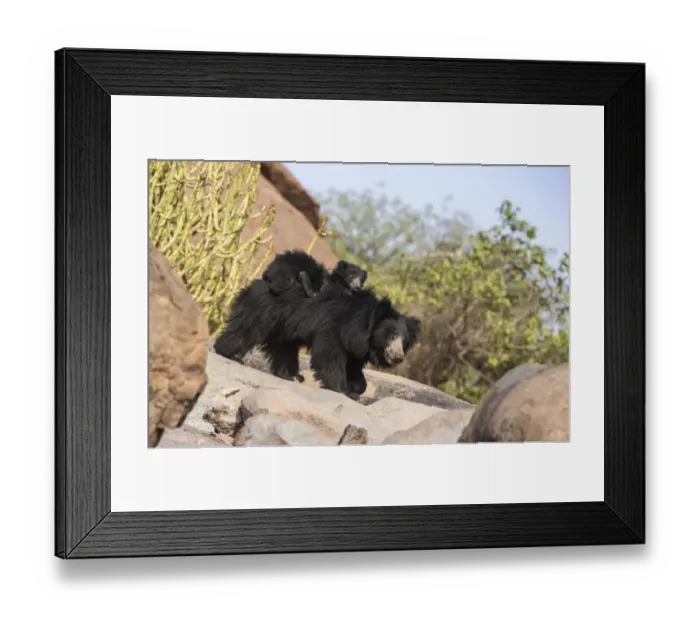 Framed Print : Sloth bear (Melursus ursinus) cub riding on mothers back, Daroiji Bear Sanctuary