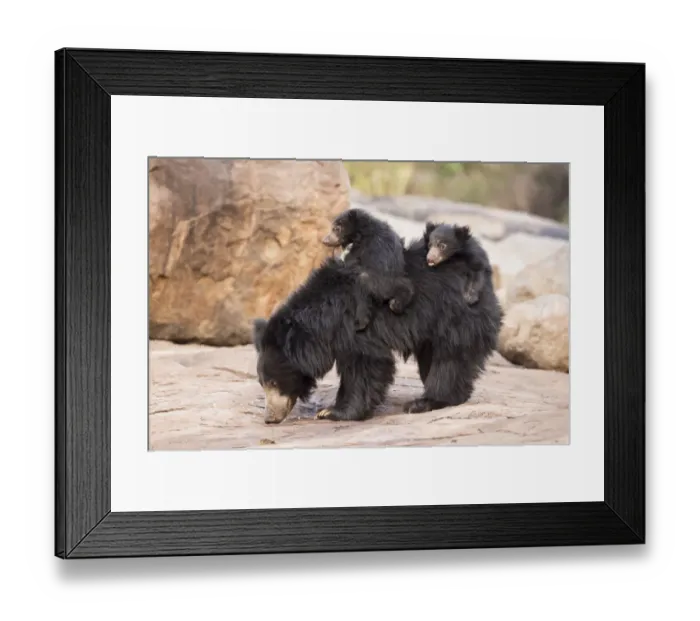 Framed Print : Sloth bear (Melursus ursinus) cubs riding on mothers back, Daroiji Bear Sanctuary Framed Print : Sloth bear (Melursus ursinus) cubs riding on mothers back, Daroiji Bear Sanctuary