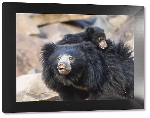 Sloth bear (Melursus ursinus) mother with cub on her back, Daroiji Bear Sanctuary