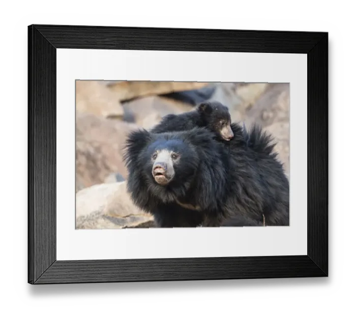 Framed Print : Sloth bear (Melursus ursinus) mother with cub on her back, Daroiji Bear Sanctuary Framed Print : Sloth bear (Melursus ursinus) mother with cub on her back, Daroiji Bear Sanctuary