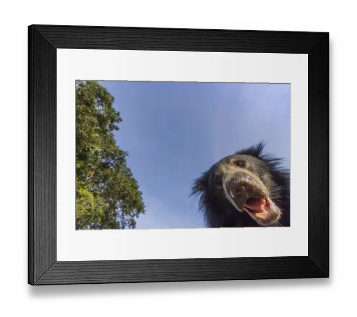 Framed Print : Sloth bear (Melursus ursinus) low angle portrait, Daroiji Bear Sanctuary, Karnataka, India Framed Print : Sloth bear (Melursus ursinus) low angle portrait, Daroiji Bear Sanctuary, Karnataka, India