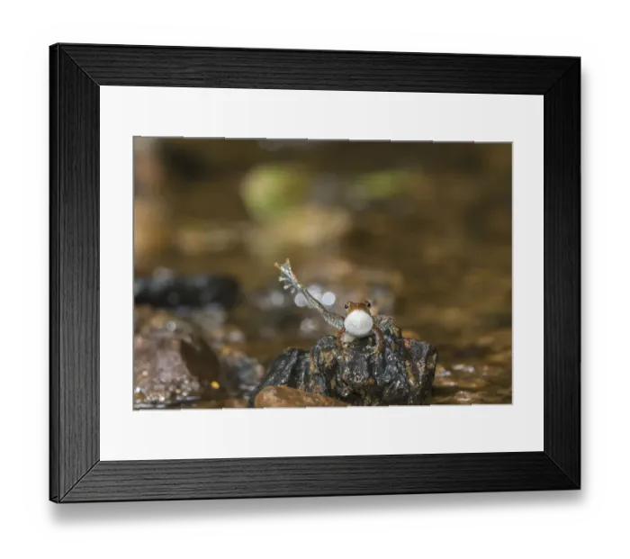 Framed Print : Kottigehar dancing frog (Micrixalus kottigeharensis) male calling and displaying Framed Print : Kottigehar dancing frog (Micrixalus kottigeharensis) male calling and displaying