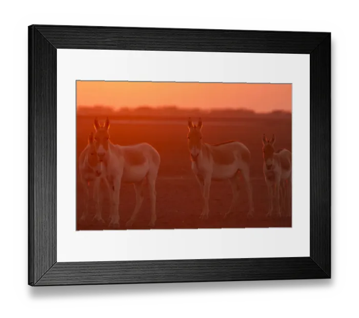 Framed Print : Indian wild ass (Equus hemionus khur), backlit at sunset, Little Rann of Kutch, Gujarat Framed Print : Indian wild ass (Equus hemionus khur), backlit at sunset, Little Rann of Kutch, Gujarat