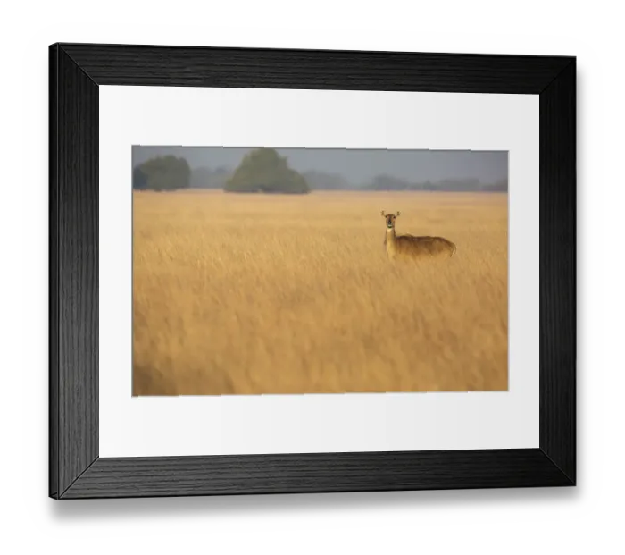 Framed Print : Nilgai or Blue bull (Boselaphus tragocamelus), female standing in grass. Velavadar National Park Framed Print : Nilgai or Blue bull (Boselaphus tragocamelus), female standing in grass. Velavadar National Park