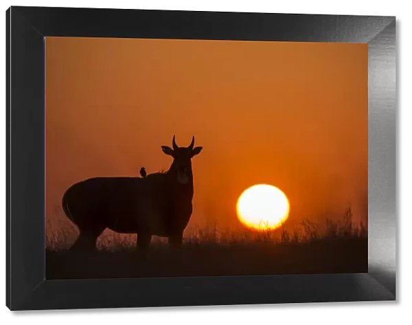Nilgai or Blue bull (Boselaphus tragocamelus), silhouette of male at sunset, with