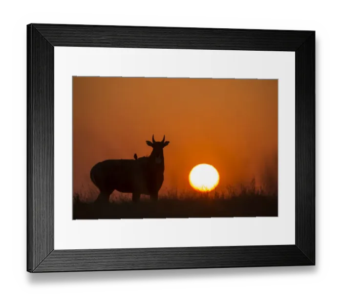 Framed Print : Nilgai or Blue bull (Boselaphus tragocamelus), silhouette of male at sunset, with Framed Print : Nilgai or Blue bull (Boselaphus tragocamelus), silhouette of male at sunset, with