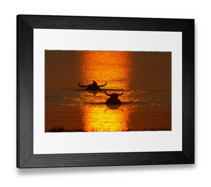 Framed Print : Asiatic Wild Buffalo (Bubalus arnee), swimming in lake at sunset Framed Print : Asiatic Wild Buffalo (Bubalus arnee), swimming in lake at sunset