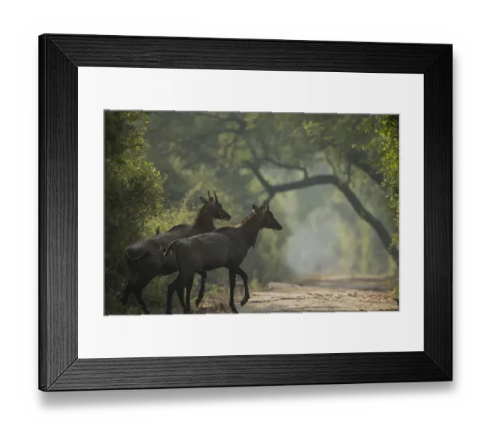 Framed Print : Nilgai (Boselaphus tragocamelus) young bulls, Keoladeo / Bharatpur National Park Framed Print : Nilgai (Boselaphus tragocamelus) young bulls, Keoladeo / Bharatpur National Park