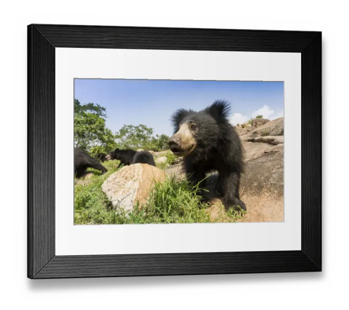 Framed Print : Sloth bear (Melursus ursinus) close up portrait, Daroiji Bear Sanctuary, Karnataka, India Framed Print : Sloth bear (Melursus ursinus) close up portrait, Daroiji Bear Sanctuary, Karnataka, India