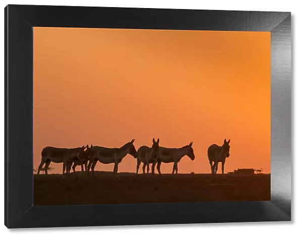 Indian wild ass (Equus hemionus khur), herd walking at sunset, Little Rann of Kutch