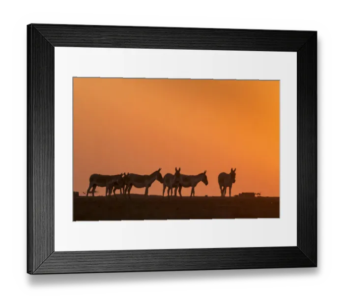 Framed Print : Indian wild ass (Equus hemionus khur), herd walking at sunset, Little Rann of Kutch Framed Print : Indian wild ass (Equus hemionus khur), herd walking at sunset, Little Rann of Kutch