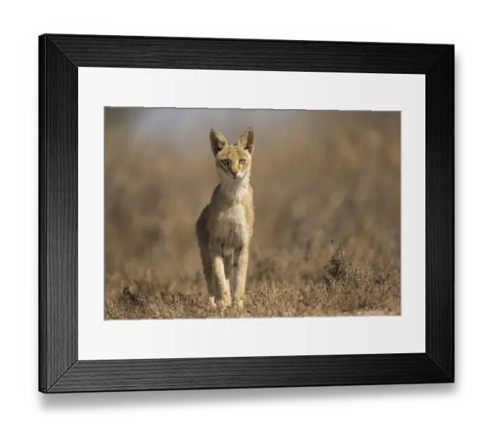 Framed Print : Jungle cat (Felis chaus), female in search of prey. Velavadar National Park, Gujarat, India Framed Print : Jungle cat (Felis chaus), female in search of prey. Velavadar National Park, Gujarat, India